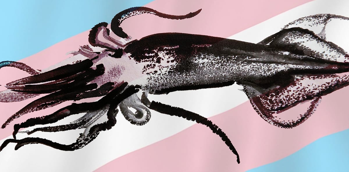 Drawing of a squid over a trans flag.